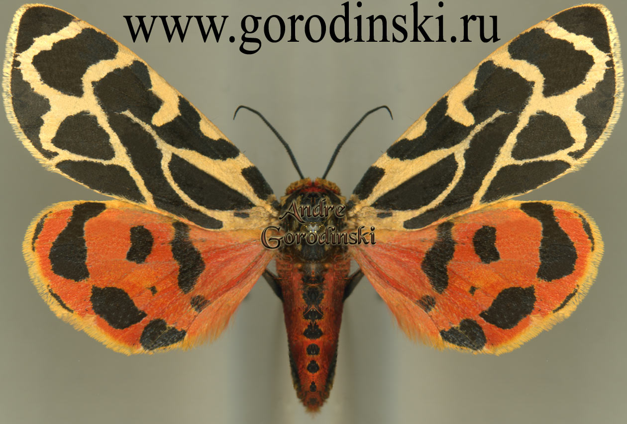 http://www.gorodinski.ru/arctiidae/Preparctia romanovi magnifica.jpg